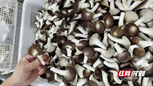 拼 出岳阳产业地图 君山 以绿色食品产业引领现代化农业发展